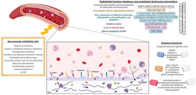 Endothelial activation and damage as a common pathological substrate in different pathologies and cell therapy complications